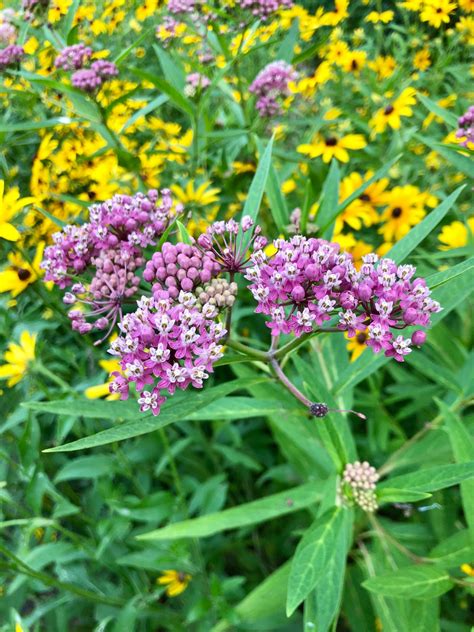 Swamp Milkweed Asclepias Incarnata