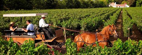 Los Terroirs Del Mundo Colchagua La Canaster A