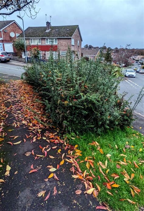 Untrimmed Greenery On A Malpas Corner Jaggery Geograph Britain