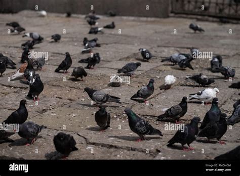 pigeon on the street Stock Photo - Alamy