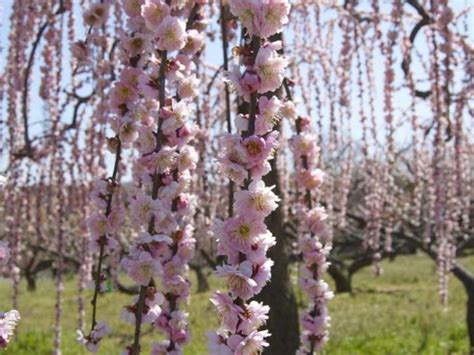 Сакура плакучая (75 фото) - фото - картинки и рисунки: скачать бесплатно