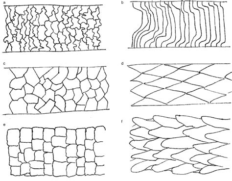 Scale Patterns Of Hair Shafts In Dogs A Irregular Wave B