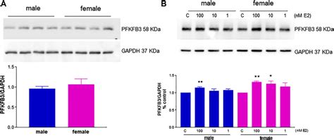 Frontiers Sex Differences In The Pro Angiogenic Response Of Human