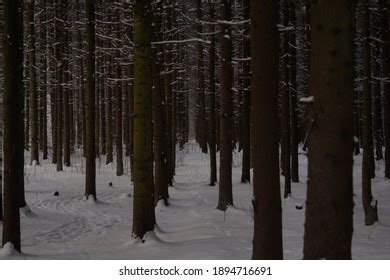 Nude Trees Stand Forest Winter Stock Photo Shutterstock
