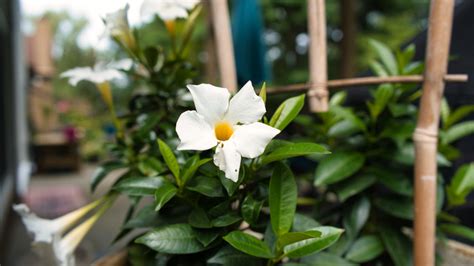 Keep Hummingbirds Coming Back With This Bright Flowering Vine