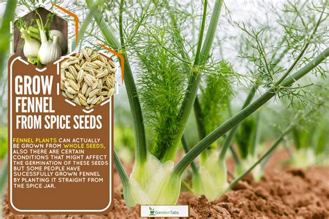 Can You Grow Fennel From Spice Seeds?