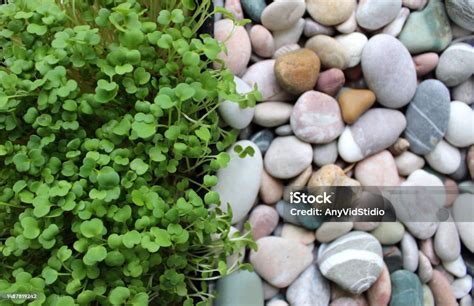 Garis Lurus Memisahkan Microgreens Grass Dan Sea Pebbles Texture Background Foto Stok Unduh