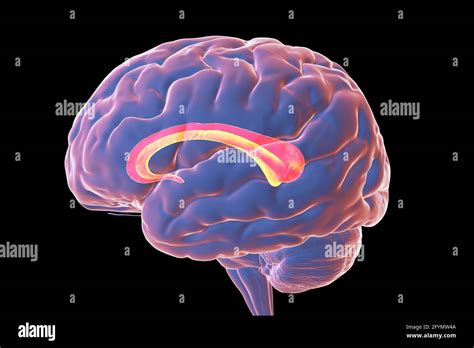 Brain Hemispheres Corpus Callosum