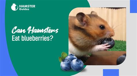 Can Hamsters Eat Blueberries Nutritional Benefits And Risks