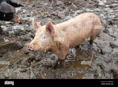 A Pig Standing In Mud Stock Photo Alamy