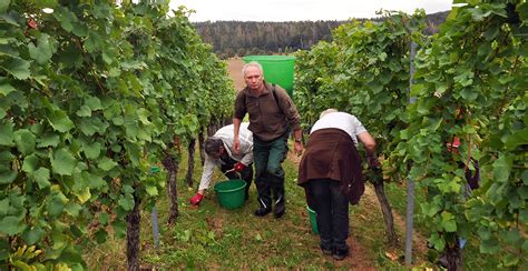 Weinlese Im Weingut Kirmann In Westerhausen