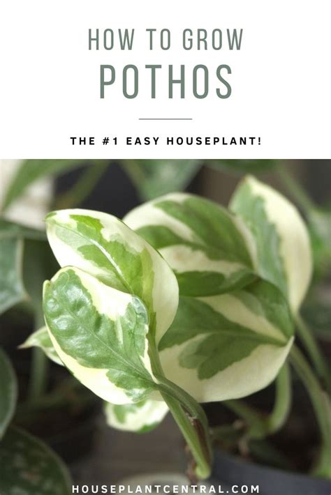 Epipremnum Aureum Indoor Grow And Care Guide