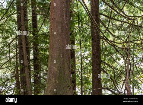 Western Red Cedar Thuja Plicata Western Hemlock Tsuga Heterophylla