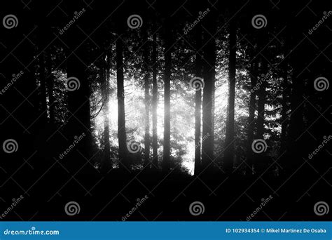 Dark and Scary Forest. Noise Added for Mood Stock Photo - Image of ...