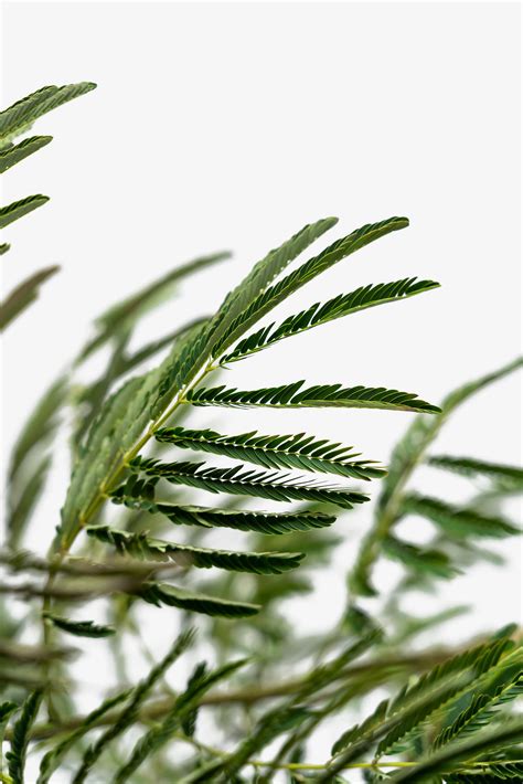 Mimosa Tree For Sale Online | The Tree Center