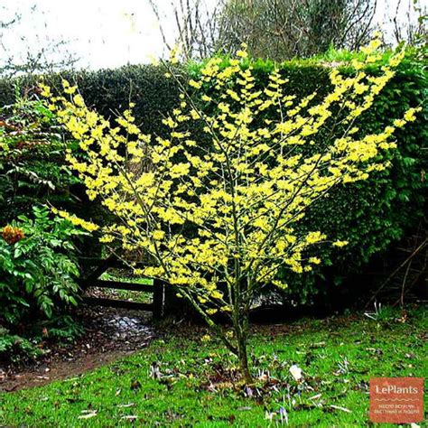 Гамамелис (Hamamelis) — описание, выращивание, фото | на LePlants.ru