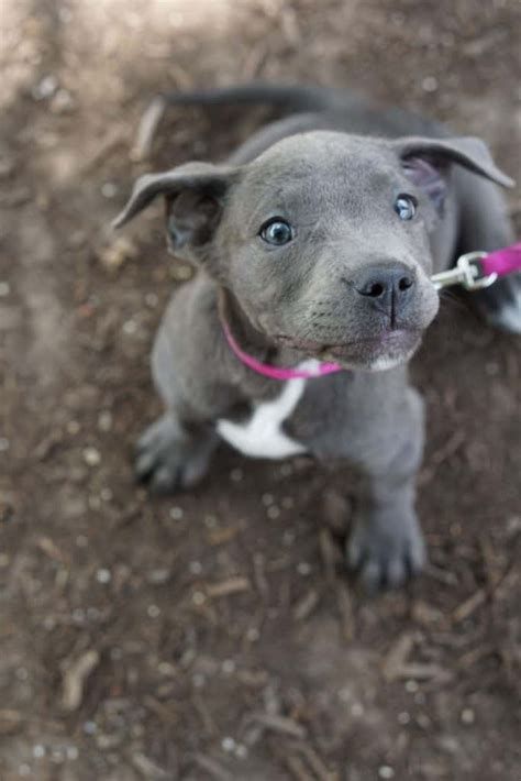 Grey Puppies With Blue Eyes