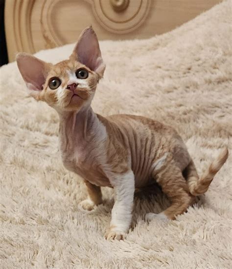 Devon Rex kittens for Sale South Africa | Anthony Kittens Home