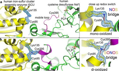 NOS And SONOS Bridges In The Human Fe S Cluster Biosynthesis