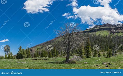 Wyoming Mountain Meadow Stock Photo Image Of Land Tree 95742420