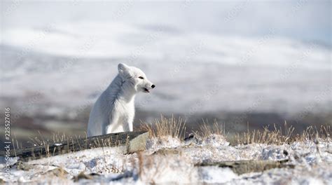 Arctic fox cub (Vulpes lagopus) in autumn snow in Dovre mountains, Norway Stock Photo | Adobe Stock