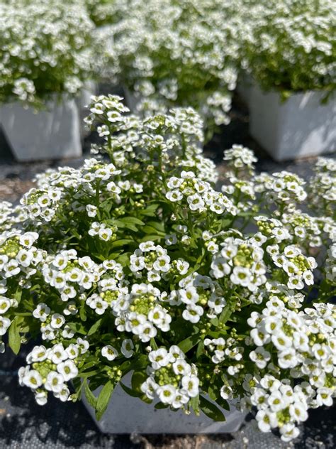 Sweet Alyssum Giga White Live Plant 4 Pot Etsy