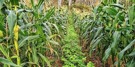 Kementan Dorong Petani Produktif Manfaatkan Lahan Rawa Lahan Kering