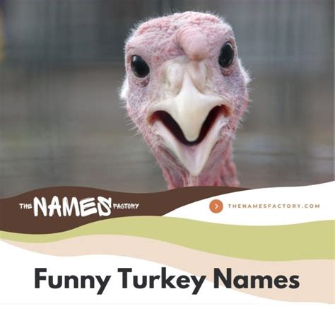 300 Best Turkey Names For Your Feathered Pet