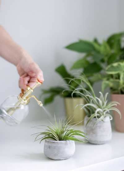 Your Home Source For Everything Houseplant Houseplants Airplants