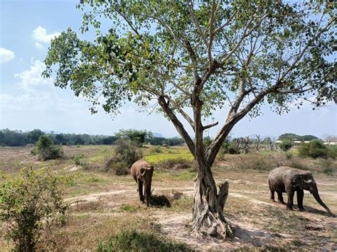 Thailand Elephant Sanctuary Near Bangkok | Beach Bum Adventure