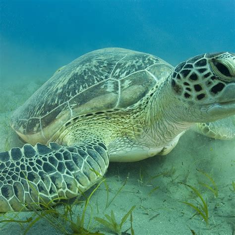 Green Sea Turtle Habitat