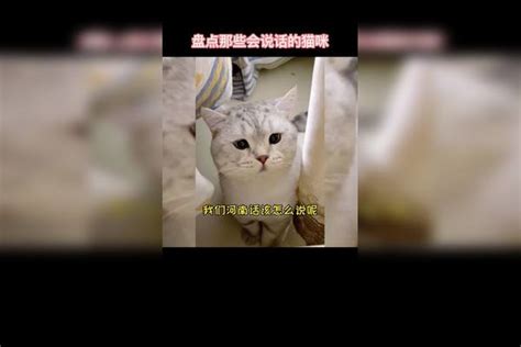 盘点那些会说话的猫咪，能和主人无障碍沟通，这是成精了吗？猫咪主人沟通