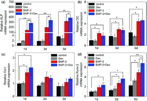 The expression of osteoblast markers and osteogenic transcription ...