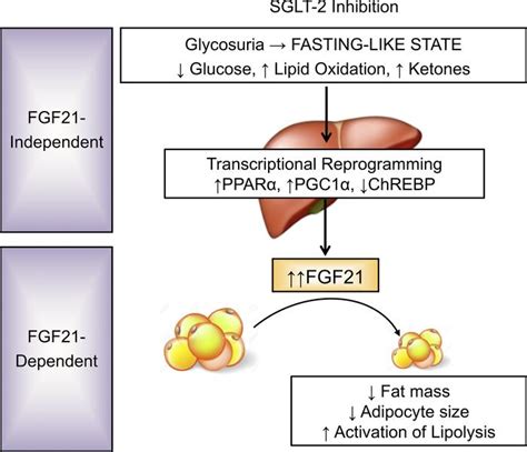 JCI Insight SGLT2 Inhibition Reprograms Systemic Metabolism Via FGF21