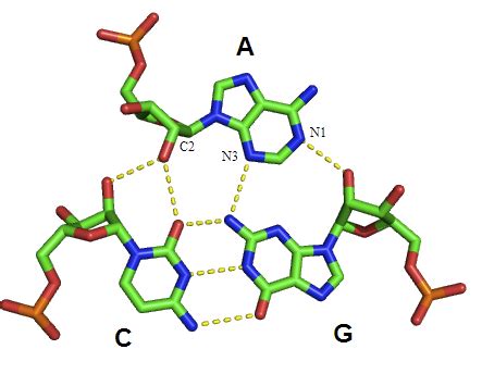 Nucleic Acid Tertiary Structure