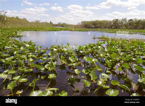 Fort Ft. Lauderdale Florida,Everglades Wildlife Management Area,Water ...