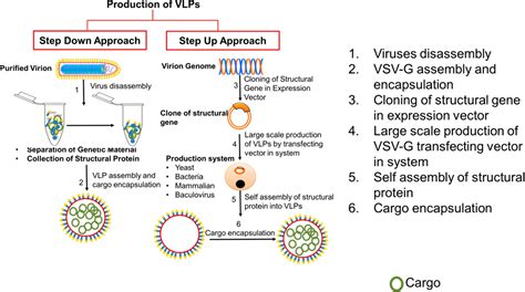 Emerging Biomedical Applications Of The Vesicular Stomatitis Virus