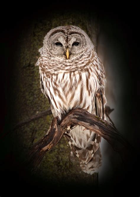 Chouette Ray E Strix Varia Barred Owl Une P Tite Fonc Flickr