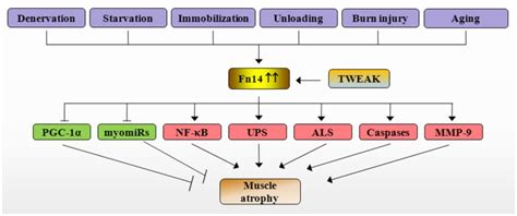 Mechanisms Of Action Of Tweak Fn System In Skeletal Muscle Atrophy