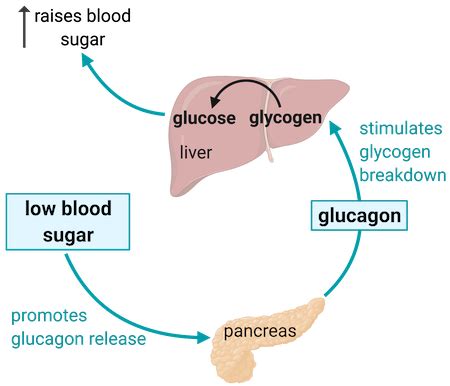 Glucose Diagram