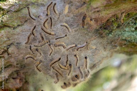 Oak Processionary Nest On Tree In The Forest Thaumetopoea Processionea