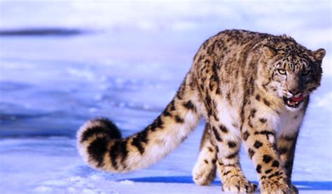 Snow Leopard Trek Leh Ladakh