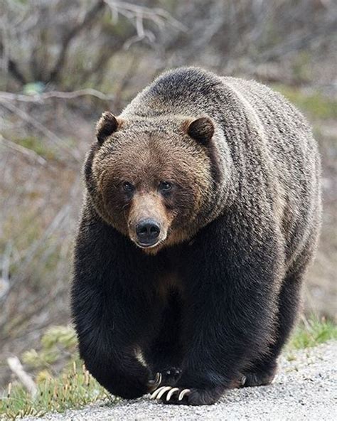 The Boss Grizzly Bear 122 Long Before He Had A Name Banff National