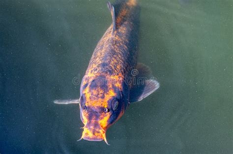 Close Up Koi Fish Fish Pond Stock Photos Free Royalty Free