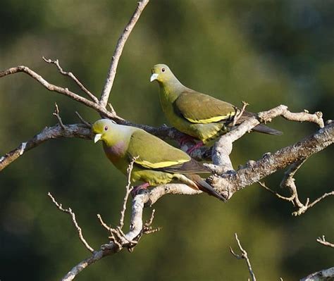 Harga Burung Punai Avesnesia