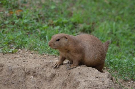 How To Prevent Gophers From Eating Your Garden Fasci Garden