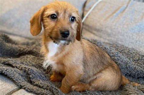 30 Popular Dachshund Mixes Which One Is Right For You K9 Web