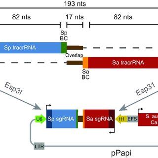 Schematic of oligonucleotide design and combinatorial library cloning ...