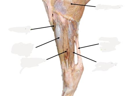 Cm Equine Hindlimb Diagram Quizlet