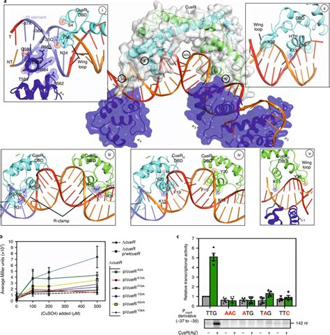 A cooperative binding of promoter DNA by CueR and E coli σ⁷⁰ a The